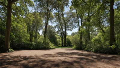 outdoors,sky,day,cloud,tree,blue sky,no humans,shadow,sunlight,grass,nature,scenery,forest,road,bush,shade,path,plant,realistic