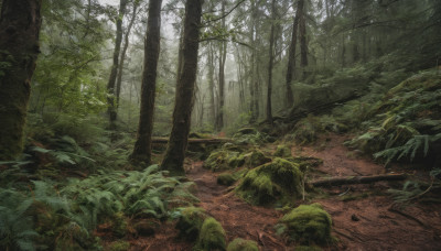 outdoors, tree, no humans, plant, nature, scenery, forest, rock