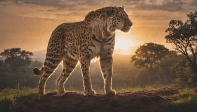 standing,outdoors,sky,cloud,blurry,tree,no humans,depth of field,blurry background,animal,cloudy sky,grass,nature,scenery,sunset,animal focus,whiskers,tiger,from side,forest,mountain,sun