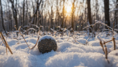 weapon, outdoors, day, sword, blurry, tree, no humans, nature, scenery, snow, forest, winter, planted, bare tree, planted sword, pine tree