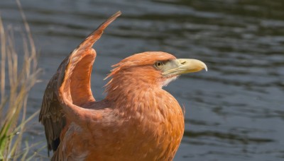 solo,closed mouth,yellow eyes,outdoors,sky,cloud,blurry,from side,pokemon (creature),no humans,blurry background,bird,animal,grass,realistic,animal focus,grey sky,beak,wings,day,water,depth of field,spread wings