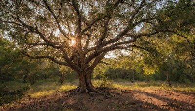 outdoors,sky,day,tree,no humans,sunlight,grass,nature,scenery,forest,light rays,road,path,plant,realistic,dappled sunlight,landscape