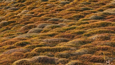 1girl,solo,outdoors,tree,traditional media,nature,scenery,forest,landscape,orange theme,no humans,from above,field,yellow theme