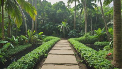 outdoors,day,tree,no humans,leaf,sunlight,grass,plant,nature,scenery,forest,palm tree,bush,sky,cloud,signature,road,path