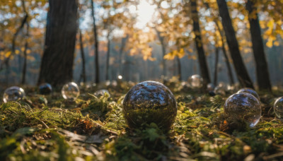 outdoors, day, blurry, tree, no humans, depth of field, blurry background, leaf, sunlight, nature, scenery, forest, bubble