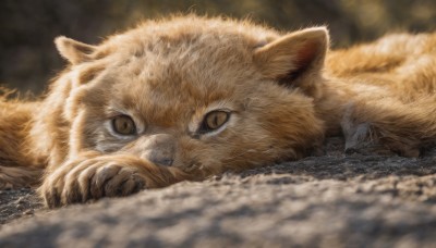 solo,looking at viewer,brown eyes,closed mouth,outdoors,lying,water,blurry,no humans,depth of field,blurry background,animal,cat,on stomach,realistic,animal focus,whiskers,brown fur,yellow eyes,slit pupils,close-up,oversized animal