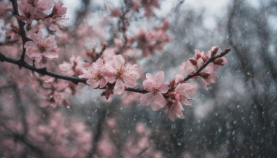 flower, outdoors, blurry, tree, no humans, depth of field, cherry blossoms, scenery, rain, branch, still life