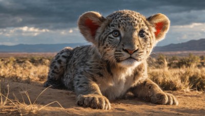 solo,looking at viewer,closed mouth,full body,outdoors,lying,sky,day,cloud,blurry,blue sky,no humans,depth of field,blurry background,animal,cloudy sky,grass,realistic,animal focus,tiger,signature,on stomach,field