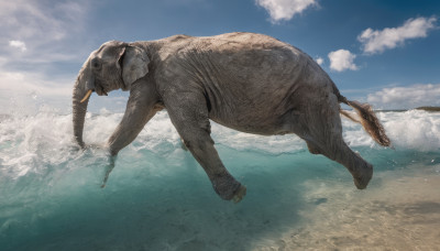 outdoors, sky, day, cloud, water, blue sky, no humans, ocean, animal, realistic, waves