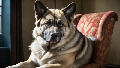 HQ,solo,looking at viewer,brown eyes,sitting,indoors,blurry,pillow,no humans,window,blurry background,animal,chair,cat,realistic,animal focus,whiskers,armchair,closed mouth,collar,depth of field,dog