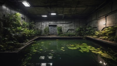 indoors,water,tree,no humans,window,leaf,plant,scenery,reflection,lamp,ruins,ceiling,lily pad,moss,ceiling light,overgrown,light