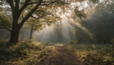 outdoors,day,tree,no humans,leaf,sunlight,grass,plant,nature,scenery,forest,light rays,sunbeam,dappled sunlight,path,landscape