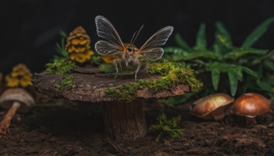 flower,outdoors,wings,blurry,pokemon (creature),no humans,depth of field,animal,leaf,grass,bug,plant,nature,scenery,antennae,mushroom,animal focus,moss,tree stump,solo,rock,realistic,dark