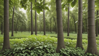 outdoors,day,tree,dutch angle,no humans,leaf,sunlight,grass,plant,nature,scenery,forest,bush,green theme