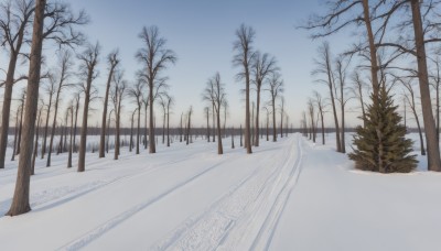 outdoors,sky,day,tree,blue sky,no humans,nature,scenery,snow,forest,road,winter,bare tree,path,pine tree,landscape