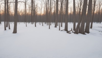 solo,outdoors,tree,no humans,nature,scenery,snow,forest,silhouette,winter,bare tree,footprints,monochrome,sunlight,landscape