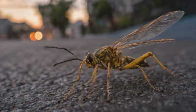 outdoors, wings, blurry, no humans, depth of field, blurry background, bug, flying, realistic, antennae, insect wings