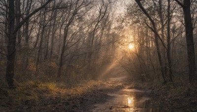 outdoors,water,tree,no humans,leaf,sunlight,grass,nature,scenery,forest,reflection,light rays,lantern,light,road,bare tree,fog,path,autumn leaves,sunbeam,autumn,landscape