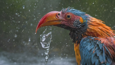 solo, blue eyes, water, from side, no humans, bird, animal, feathers, snowing, realistic, animal focus, beak