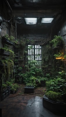 flower,day,indoors,tree,no humans,window,sunlight,plant,scenery,stairs,door,potted plant,cable,ruins,vines,moss,overgrown,building,dark