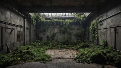 outdoors,day,indoors,tree,no humans,window,plant,scenery,stairs,wall,ruins,vines,moss,overgrown,sunlight,grass,broken window