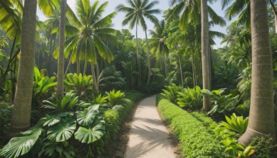 outdoors,sky,day,cloud,tree,blue sky,no humans,shadow,leaf,beach,sunlight,grass,plant,nature,scenery,forest,palm tree,bush,shade,road,path