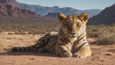 solo,looking at viewer,closed mouth,full body,outdoors,lying,sky,day,blurry,blue sky,no humans,depth of field,blurry background,animal,grass,on stomach,scenery,mountain,realistic,animal focus,tiger,mountainous horizon,signature,shadow