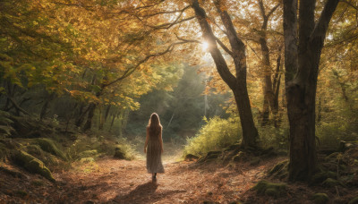 1girl, solo, long hair, brown hair, dress, standing, outdoors, from behind, white dress, tree, leaf, sunlight, nature, scenery, forest, light rays, sunbeam