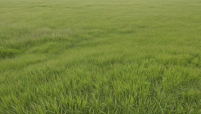 outdoors,day,no humans,traditional media,grass,nature,scenery,field,green theme,plant,road