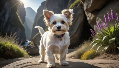 HQ,solo,looking at viewer,full body,flower,outdoors,sky,day,collar,no humans,bell,animal,sunlight,grass,plant,scenery,dog,light rays,rock,mountain,realistic,sun,animal focus,brown eyes,standing,signature,nature,animal collar