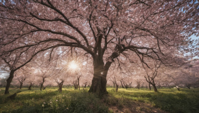 flower, outdoors, sky, day, tree, blue sky, no humans, sunlight, grass, cherry blossoms, scenery