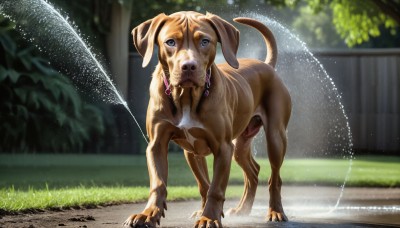 HQ,solo,looking at viewer,blue eyes,full body,outdoors,day,water,blurry,collar,no humans,depth of field,blurry background,animal,grass,claws,dog,realistic,animal focus,hose,standing,tongue,tongue out,tree,bush,animal collar