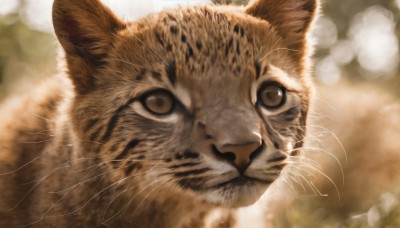 solo,looking at viewer,brown eyes,closed mouth,signature,blurry,no humans,depth of field,blurry background,animal,cat,portrait,close-up,realistic,animal focus,whiskers