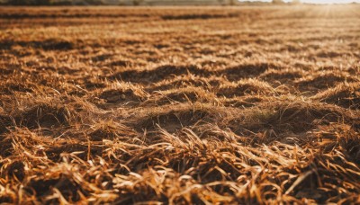 monochrome,outdoors,blurry,no humans,depth of field,grass,plant,nature,scenery,field,sepia,brown theme,orange theme,wheat,water,yellow theme,landscape