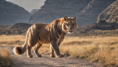 solo,looking at viewer,closed mouth,standing,full body,outdoors,sky,day,blurry,no humans,depth of field,blurry background,animal,grass,mountain,realistic,animal focus,signature,scenery,grey sky