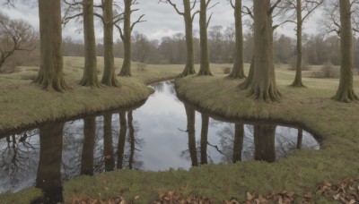 outdoors,sky,day,cloud,water,tree,no humans,cloudy sky,grass,nature,scenery,forest,reflection,bare tree,river,landscape,lake,fog,bird,reflective water