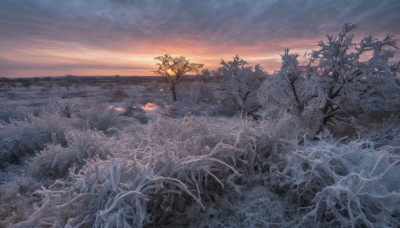 outdoors,sky,cloud,tree,no humans,cloudy sky,grass,plant,nature,scenery,sunset,skeleton,bare tree,landscape,water,ocean,sun,horizon,branch