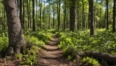 outdoors,sky,day,tree,no humans,leaf,sunlight,grass,plant,nature,scenery,forest,road,bamboo,landscape,bamboo forest,path,cloud,blue sky,bush