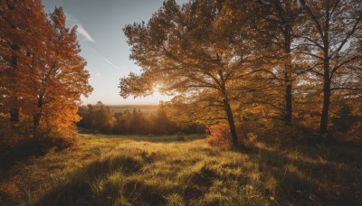 outdoors,sky,day,cloud,signature,tree,blue sky,no humans,leaf,sunlight,grass,nature,scenery,forest,sunset,autumn leaves,field,autumn,landscape,contrail,bare tree