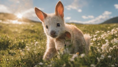 solo,looking at viewer,holding,flower,outdoors,sky,day,cloud,blurry,black eyes,blue sky,no humans,depth of field,blurry background,animal,grass,white flower,scenery,rabbit,blurry foreground,realistic,sun,holding flower,field,animal focus,flower field,whiskers,sunlight,plant,mountain,mouse