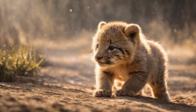 solo,closed mouth,full body,outdoors,day,signature,blurry,black eyes,pokemon (creature),no humans,depth of field,blurry background,animal,realistic,animal focus,cat,plant