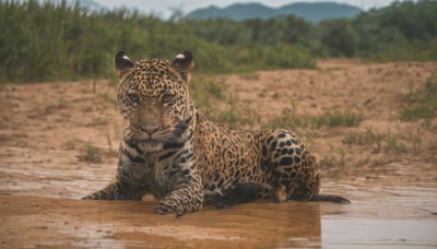 looking at viewer,outdoors,day,blurry,tree,no humans,depth of field,blurry background,animal,grass,nature,realistic,animal focus,whiskers,full body,lying,sky,on stomach