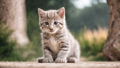 solo,looking at viewer,blue eyes,sitting,closed mouth,full body,outdoors,day,blurry,tree,no humans,depth of field,blurry background,animal,cat,nature,forest,realistic,animal focus,whiskers,signature