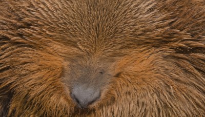 solo,looking at viewer,simple background,closed mouth,closed eyes,no humans,animal,traditional media,sleeping,close-up,realistic,animal focus,colored pencil (medium),oversized animal,lion,cat,facing viewer,brown background