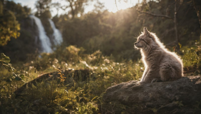 sitting, outdoors, day, water, blurry, tree, no humans, animal, nature, scenery, realistic, animal focus, waterfall, tiger