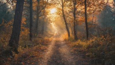 outdoors,day,tree,no humans,leaf,sunlight,grass,nature,scenery,forest,sunset,light rays,autumn leaves,maple leaf,sunbeam,autumn,path,water,reflection,road,bare tree,river,landscape,falling leaves,stream