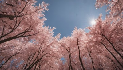 outdoors,sky,day,cloud,tree,blue sky,no humans,sunlight,cherry blossoms,nature,scenery,sun,branch,spring (season),lens flare