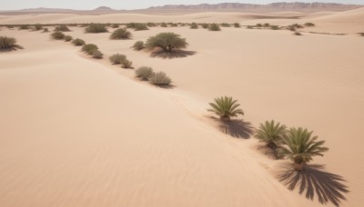 outdoors,day,water,tree,no humans,ocean,beach,grass,plant,nature,scenery,sand,palm tree,shore,desert,sky,fruit,bird,leaf