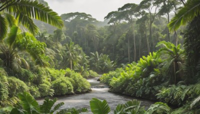 outdoors,sky,day,tree,no humans,leaf,sunlight,grass,plant,nature,scenery,forest,palm tree,road,bush,green theme,cloud,cloudy sky,landscape