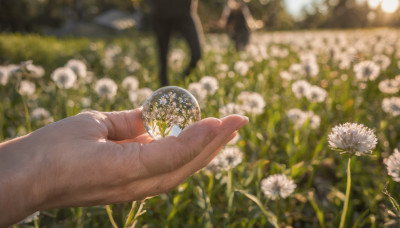 holding, flower, outdoors, day, signature, blurry, depth of field, blurry background, white flower, out of frame, realistic, field, daisy